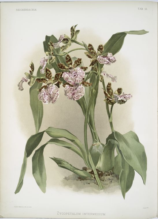 Zycopetalum intermedium.
