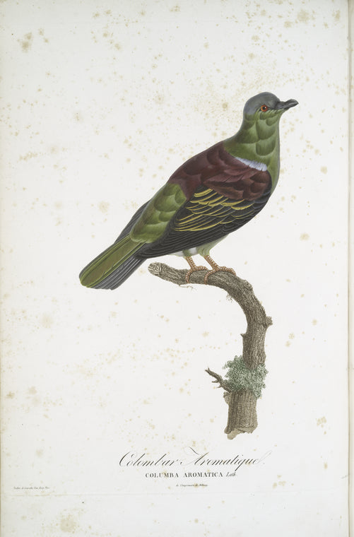 Les Colombars: Colombar Aromatique (Columba Aromatica)