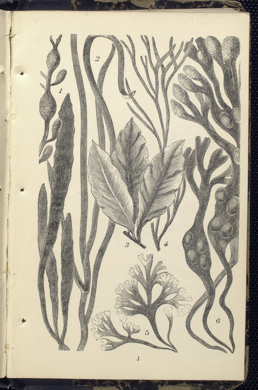 1. Fucus nodosus; 2. Zostera marina, Grass-wrack, or Alva;  3. Delesseria sanguinea; 4. Furcellatia fastigiata; 5. Chondrus crispus, Irish , ot Carrageen Moss; 6. Fucus vesiculosus, Bladder-wrack