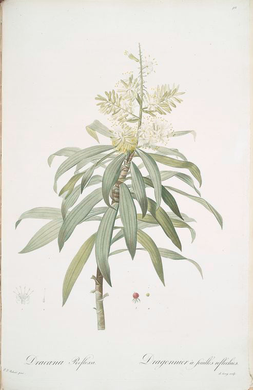 Dracoena reflexa