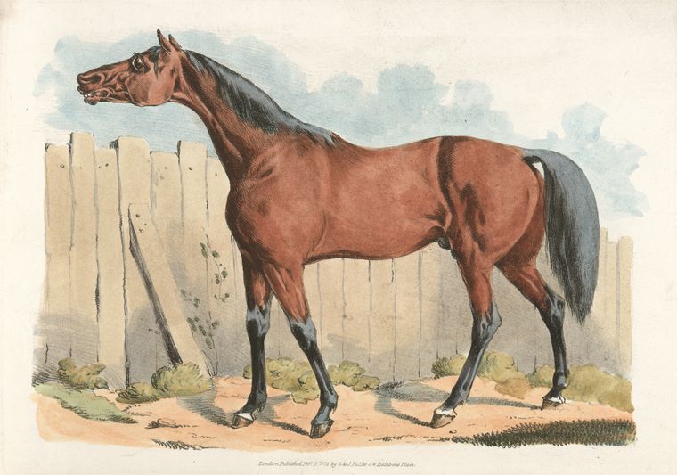 Dark-brown horse.