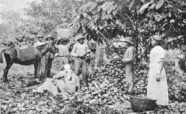 Opening cocoa pods, Trinidad.