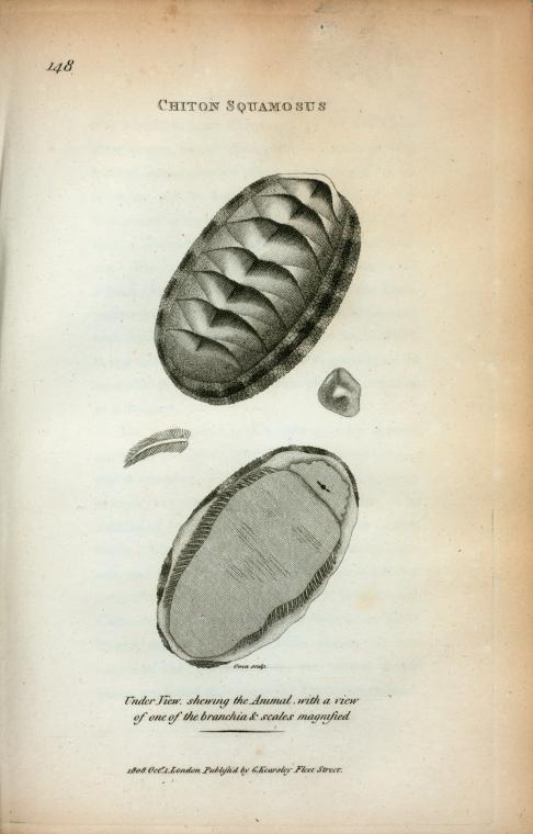 Chiton Squamosus; Under view shewing the Animal with a view of one of the branchia & scales magnified.