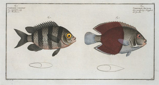 Chaetodon bicolor; 2. Chaetodon saxatilis.