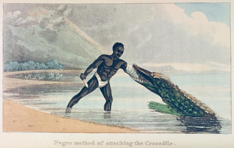 Negro method of attacking the Crocodile