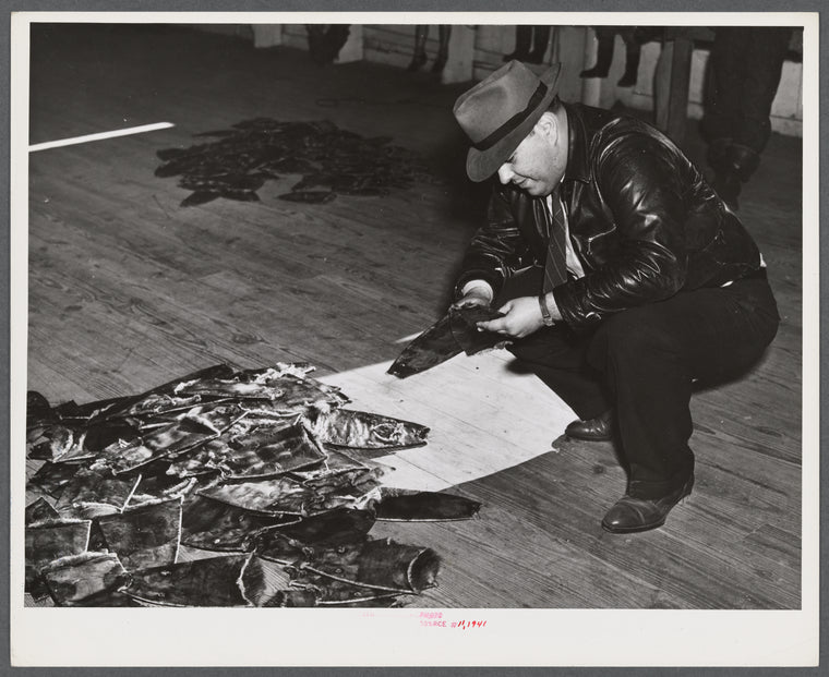 Fur buyer from New Orleans examining one of the muskrat pelts before they have finished grading them. At an auction sale held in a dance hall on Delacroix Island, Saint Bernard Parish, Louisiana.
