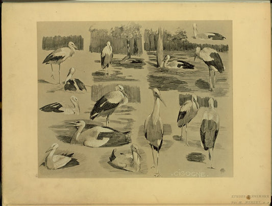Cigogne.