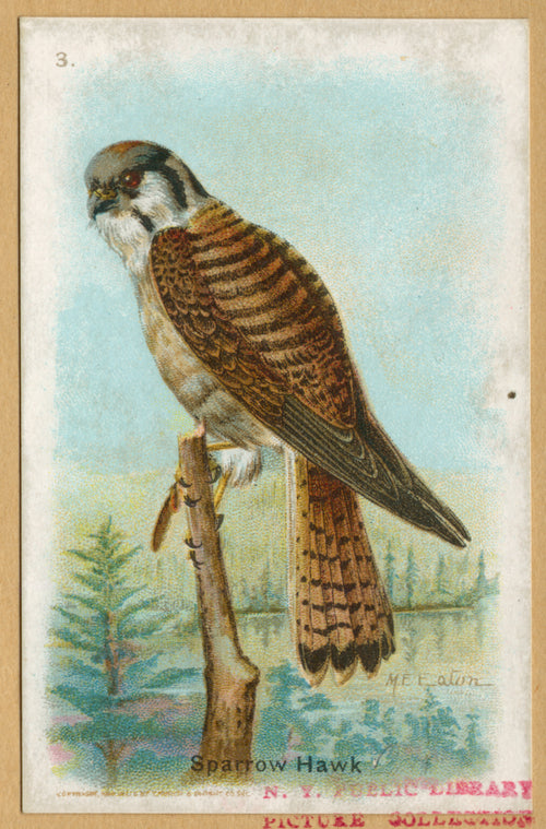 Sparrow hawk