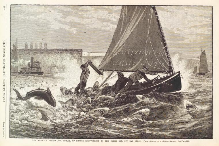 A remarkable school of sharks encountered in the upper bay, off Bay Ridge