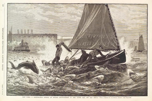 A remarkable school of sharks encountered in the upper bay, off Bay Ridge