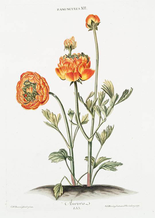 Ranunculus XII 'Aurora'. [Buttercup, deep yellow marked with scarlet]