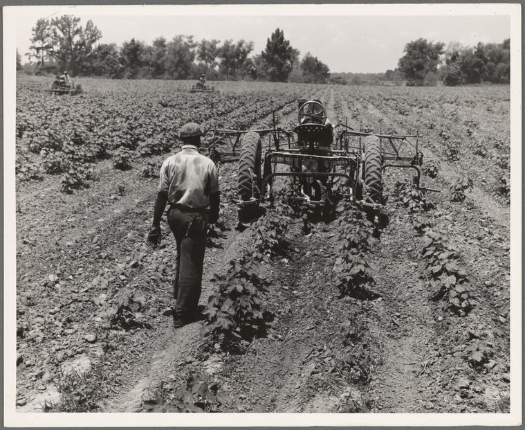Tractor operator on the Aldridge Plantation near Leland Mississippi. These young Negroes drive tractors for one dollar and twenty-five cents a day and cabin