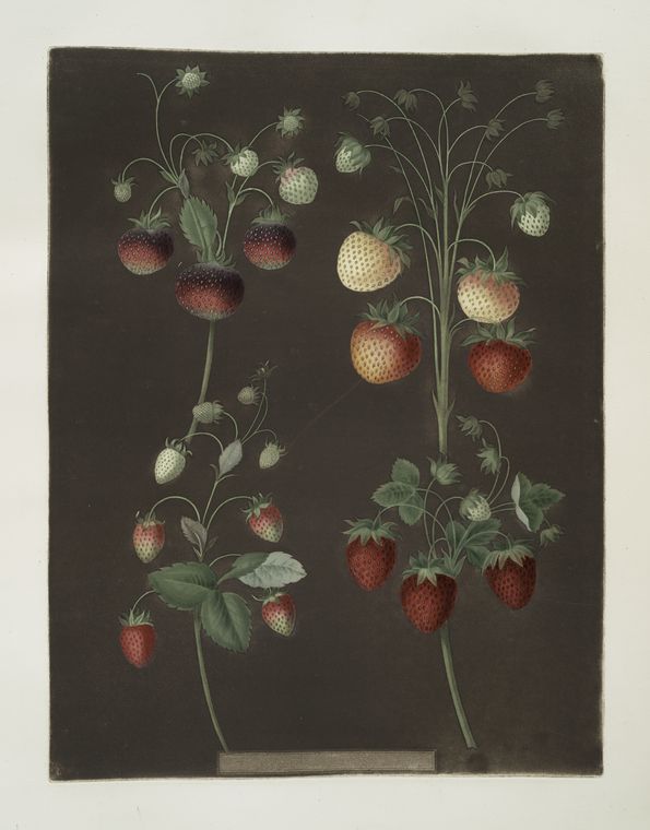 Strawberry varieties: Hoboy - Chili strawberry - Scarlet-Alpine - Scarlet-flesh pine.