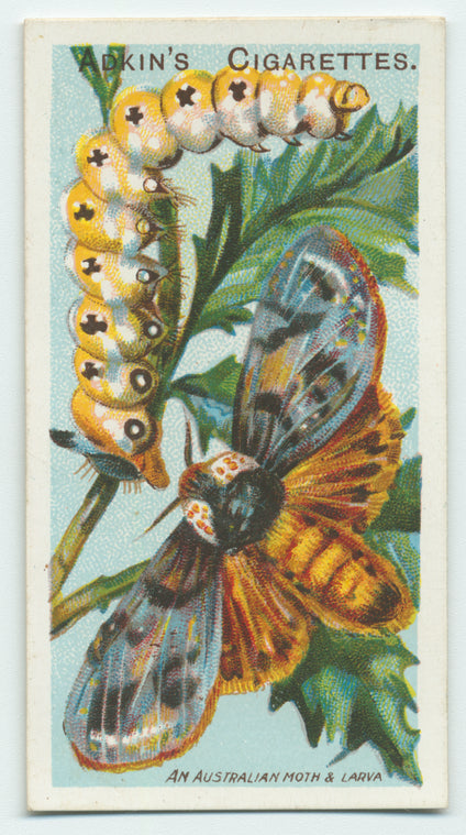 An Australian moth & larva.
