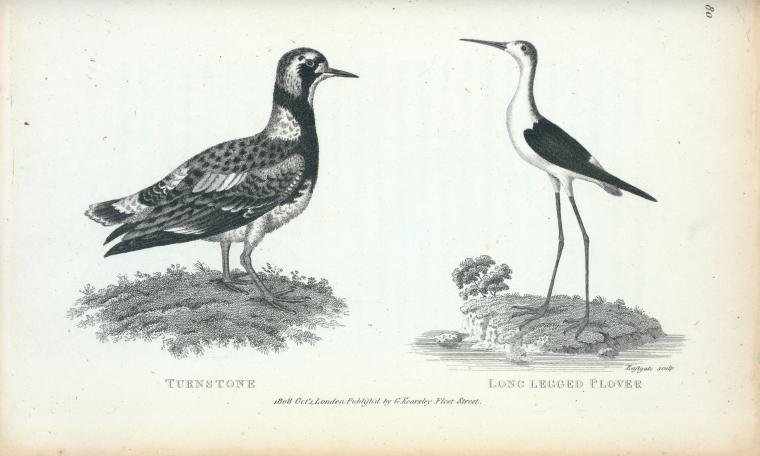 Turnstone; Long-legged Plover.