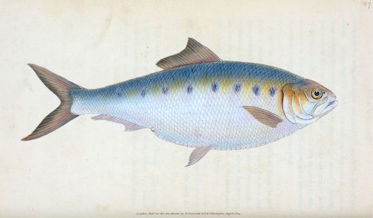 Shad, Clupea alosa