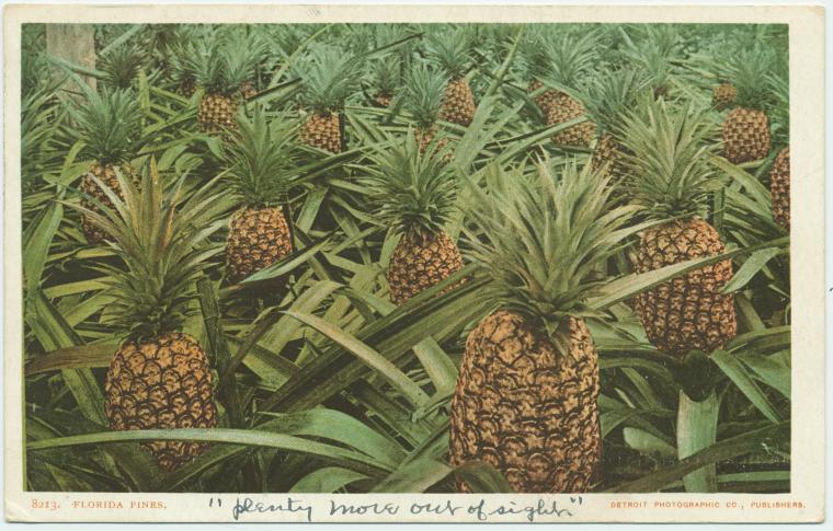 Florida pines.