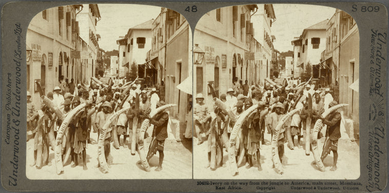 Ivory on the way from the jungle to America, main street, Mobaasa, East Africa