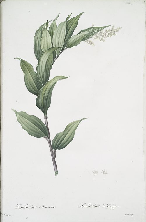 Smilacina racemosa