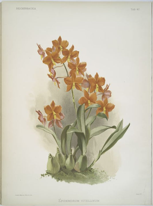 Epidendrum vitellinum.