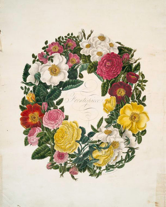 A collection of roses from nature