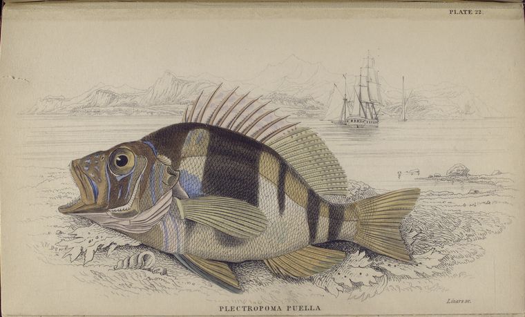 Plectropoma puella.