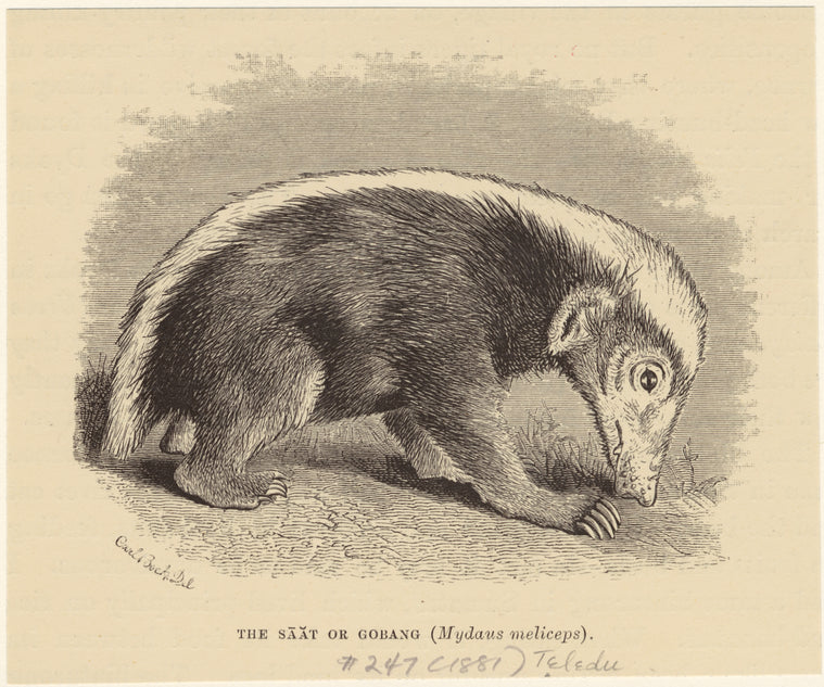 The saat or gobang (Mydaus meliceps)
