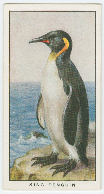 King penguin (Aptenodytes pennanti).