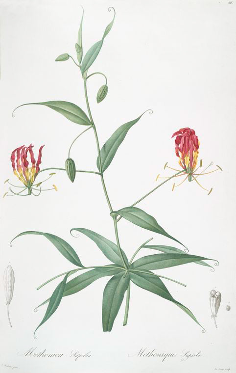 Methonica superba