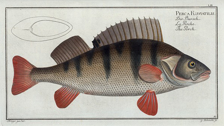 Perca Fluviatilis, The Perch.