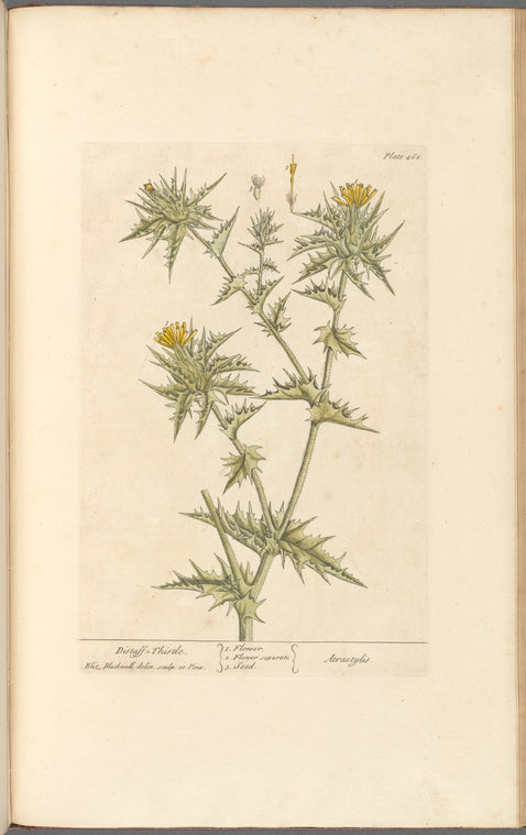 Distaff thistle