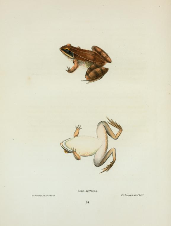 Rana sylvatica.