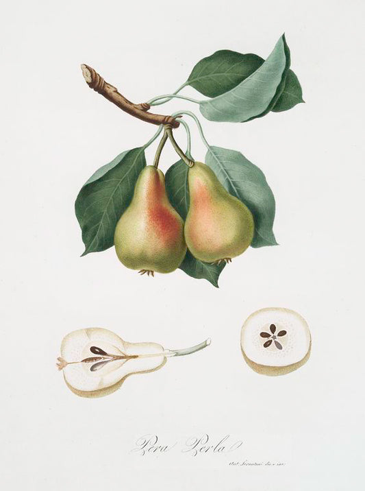 Pera Perla. [Pyrus Perla ; Pear]