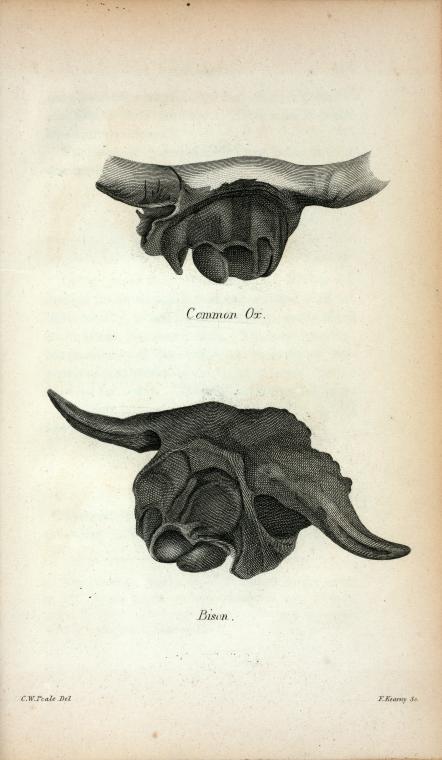 Common Ox; Bison.
