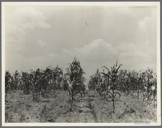 Drought corn. Central Georgia