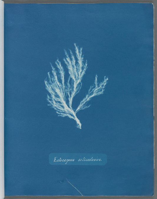Ectocarpus siliculosus
