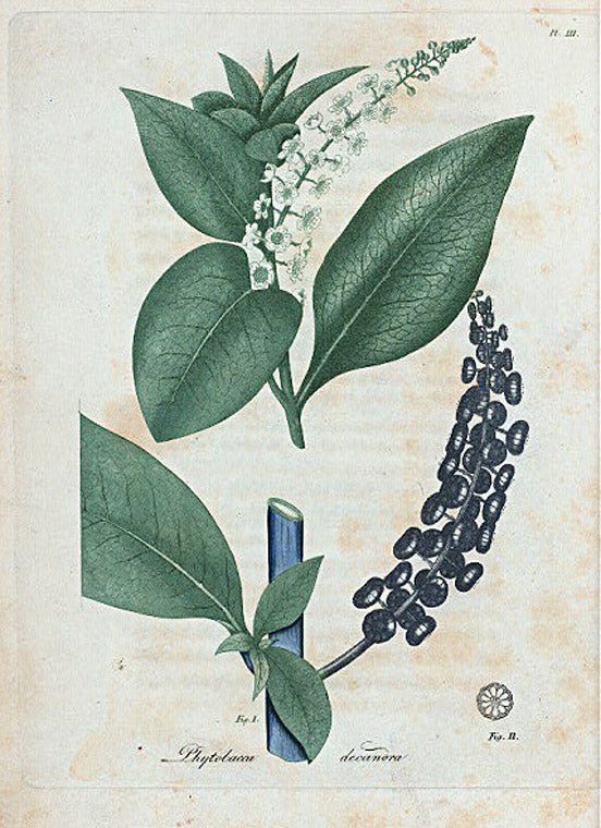 Phytolacca decandra. (Poke).