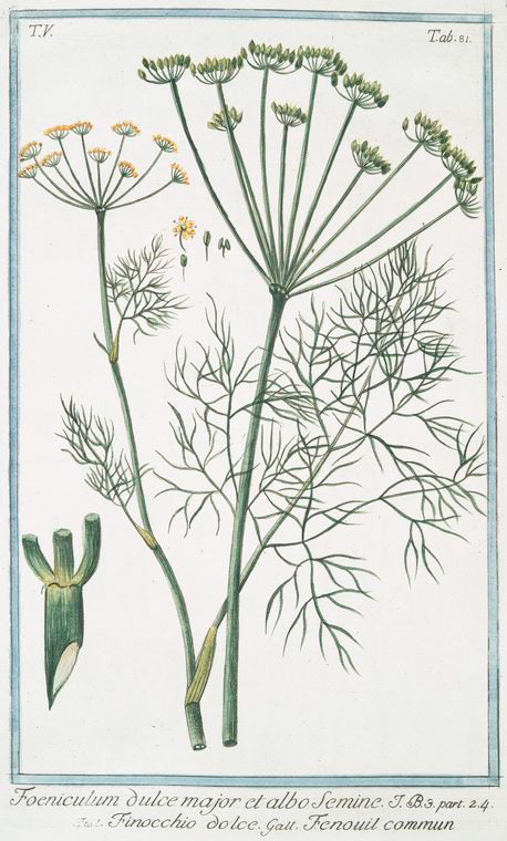 Foeniculum dulce major et albo Semine = Finocchio dolce = Tenouil commmun. [Florence fennel]