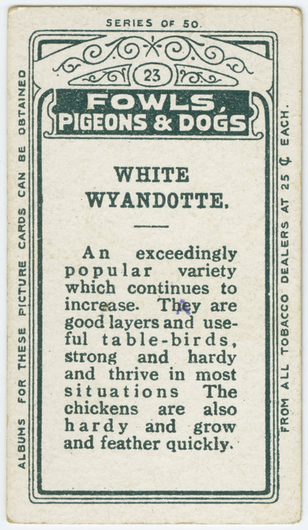 White wyandotte.