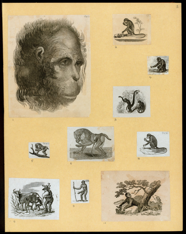 Monkeys and apes.