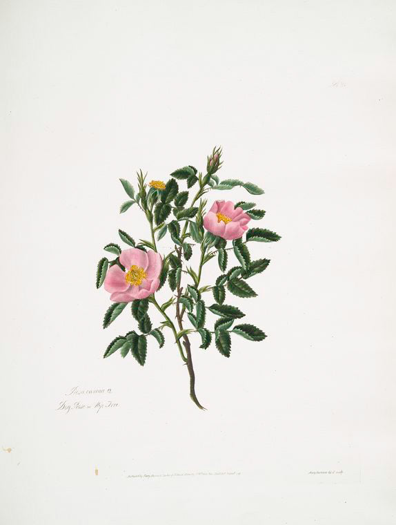 Rosa canina