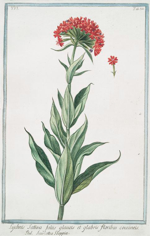 Lychnis sativa, foliis glauets et glabris, floribus coccineis = Scarlattea Sooppia. [Scarlet Lychnis]