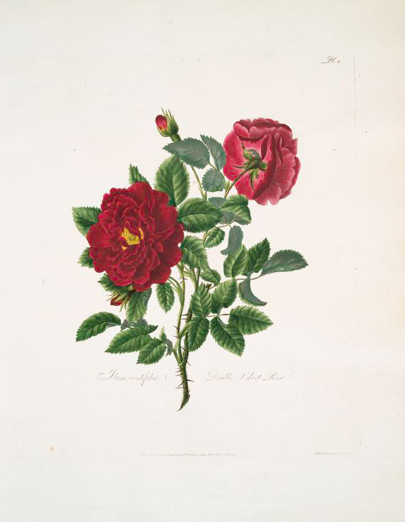 Rosa centifolia