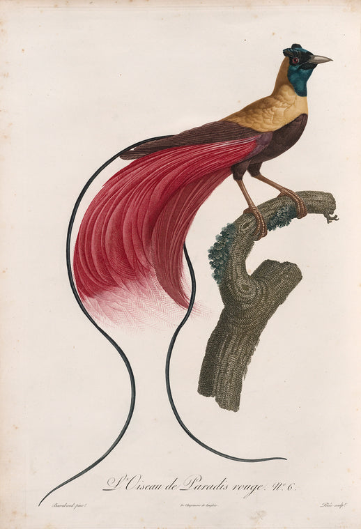 L'Oiseau de Paradis rouge.
