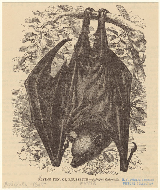 Flying fox, or roussette