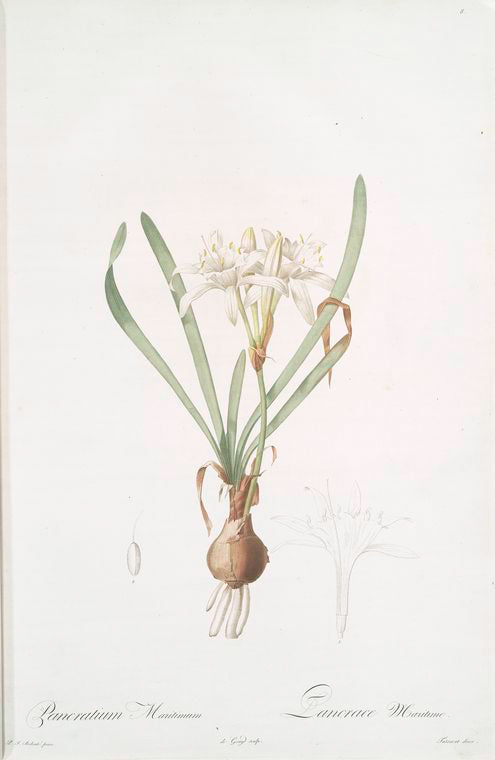 Pancratium maritimum
