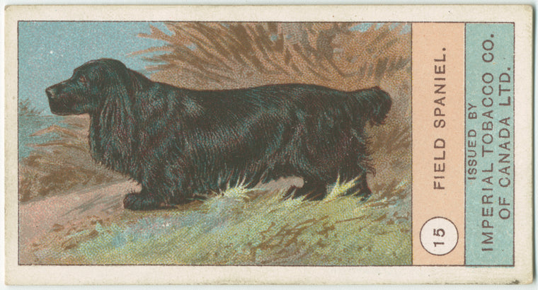 Field Spaniel.