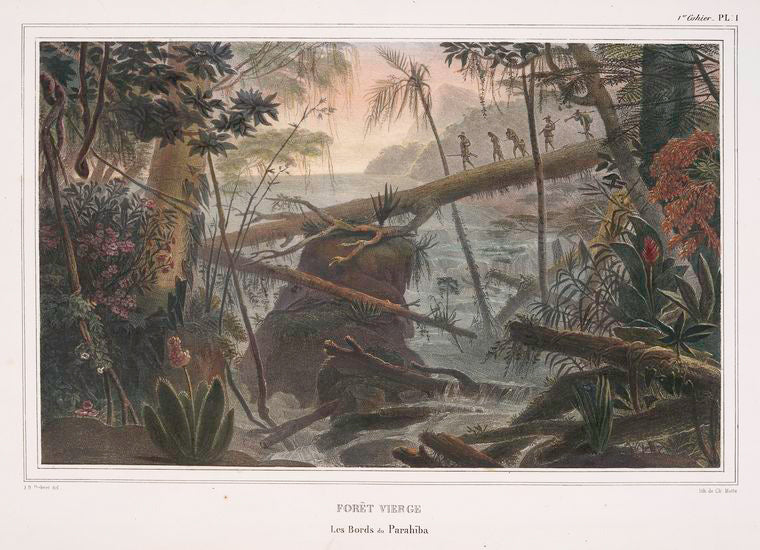 Forêt vierge.