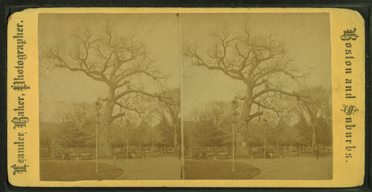 Old elm.