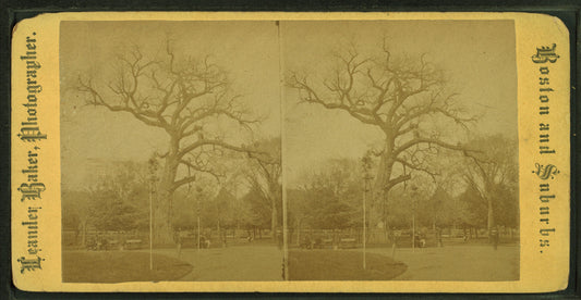 Old elm.